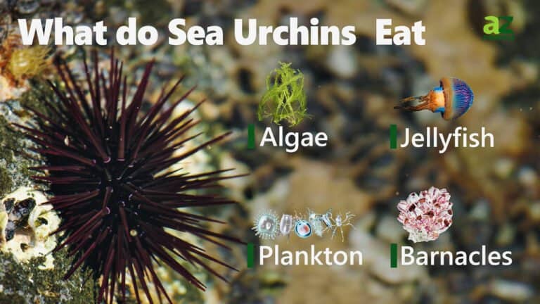 What do Sea Urchins Eat