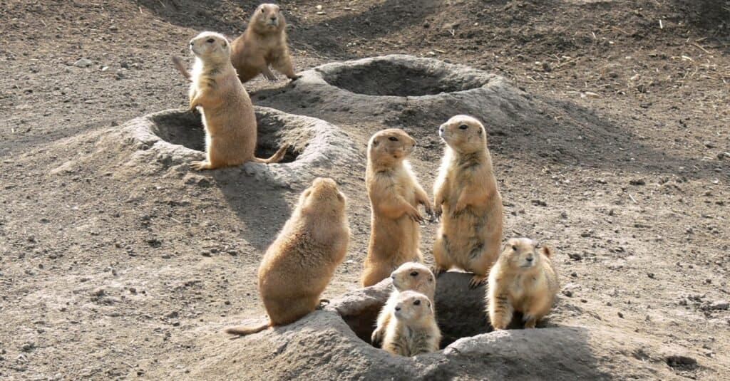 are prairie dogs the same as ground squirrels