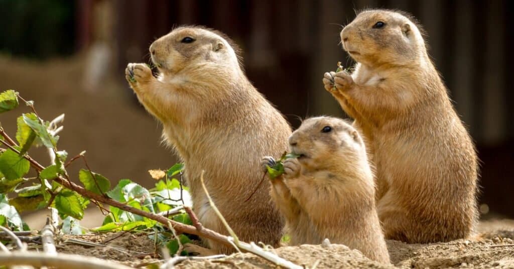 where are prairie dogs located