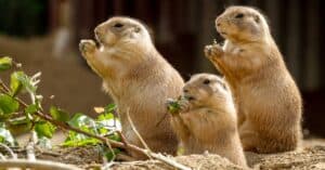 Prairie Dog: Lifespan, Care Guide, Cost and Important Facts Picture