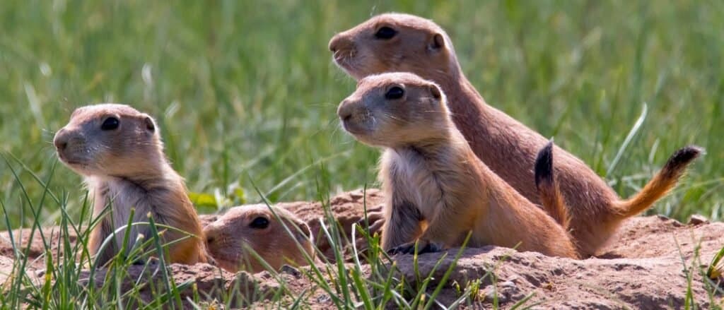 Where Do Prairie Dogs Live