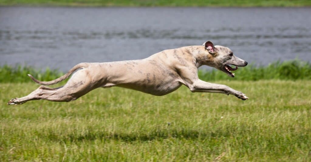 Fastest Dogs: Whippet