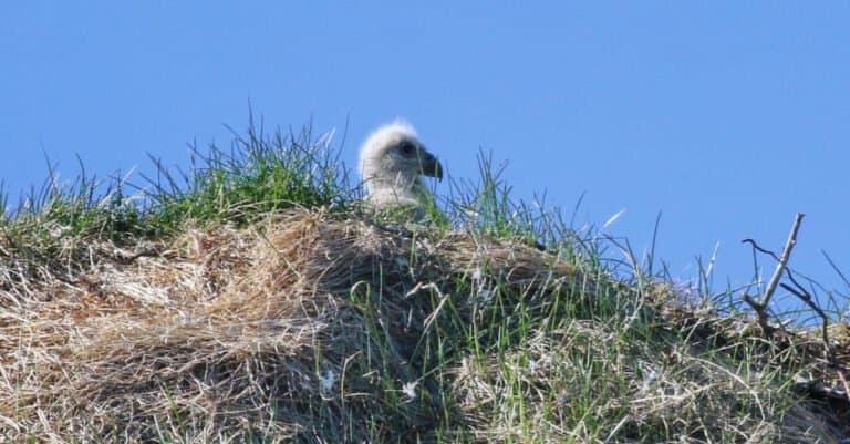 White-Tailed Eagle Chick