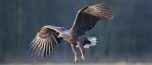 White-Tailed Eagle Header