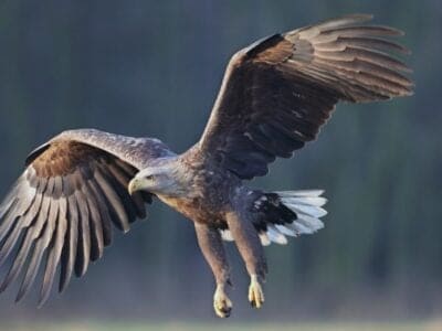 White-Tailed Eagle Picture