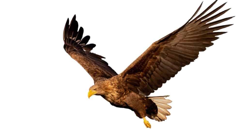 White-Tailed Eagle Isolated