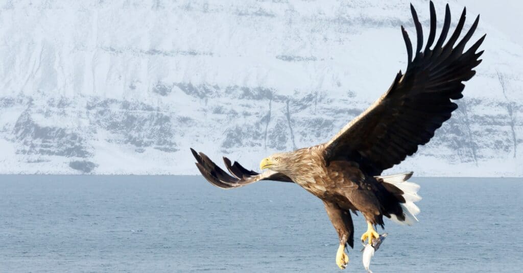 White-Tailed Eagle in flight