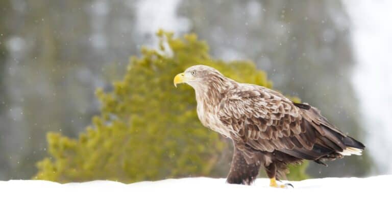 White-tailed Eagle Walking on Snow