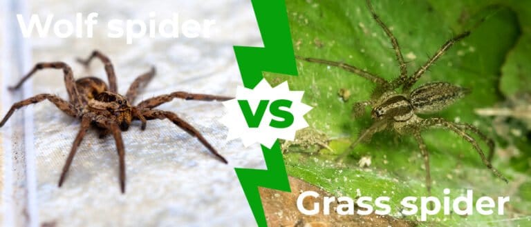 Wolf Spider vs Grass Spider