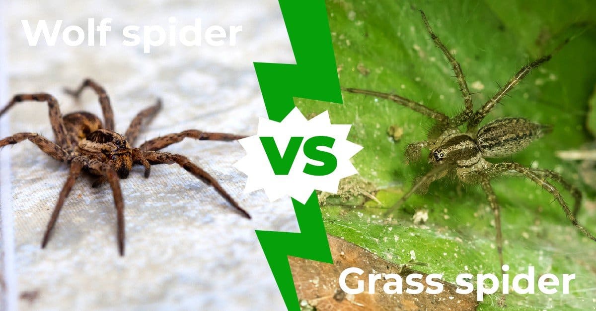 Wolf Spider vs Grass Spider