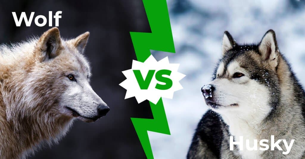 Wolf vs Husky