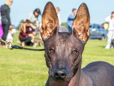 A Canis lupus