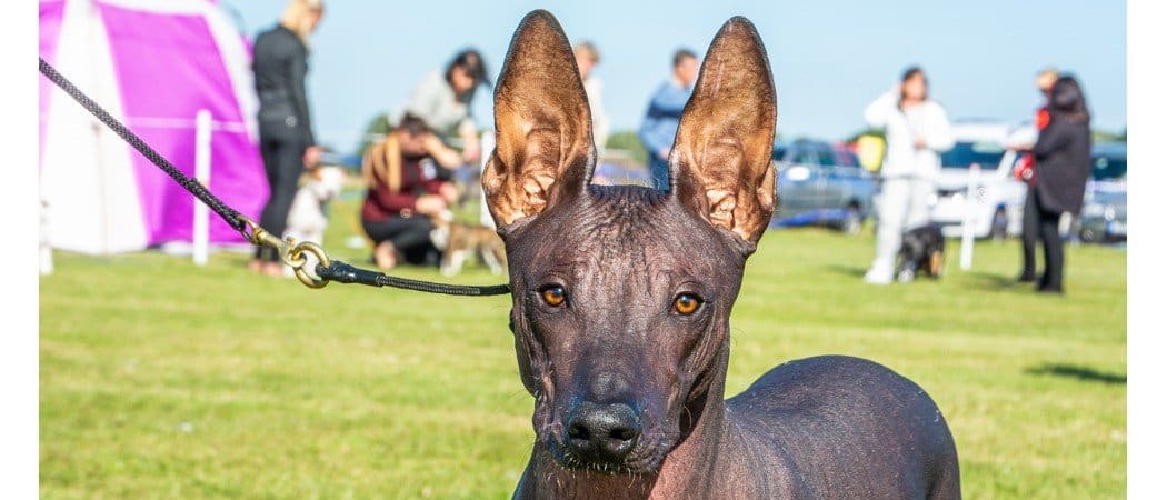 are mexican hairless dogs good pets