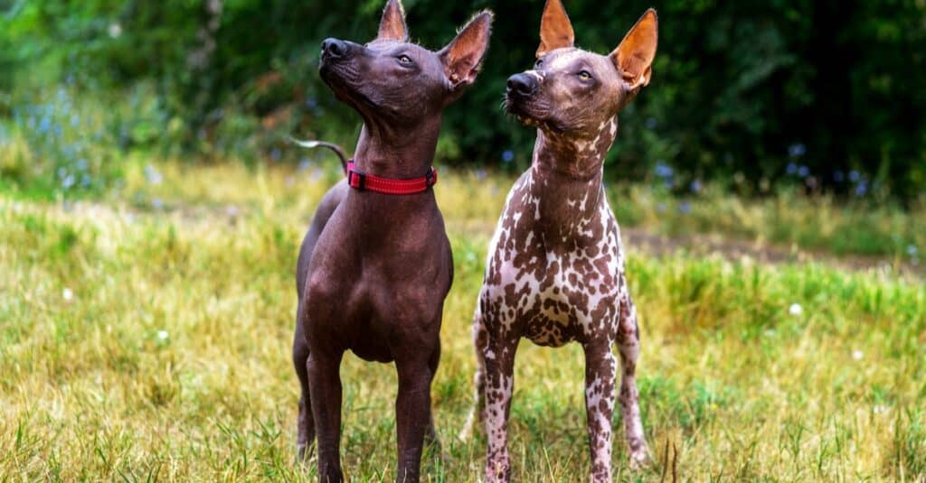 Two Mexican hairless dogs (Xoloitzcuintle, Xolo) on a background of green grass and trees in the park.