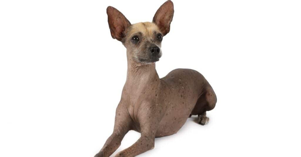 Xoloitzcuintli dog lying on a white background