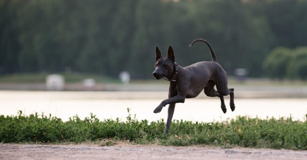 Xoloitzcuintli playing on the beach.