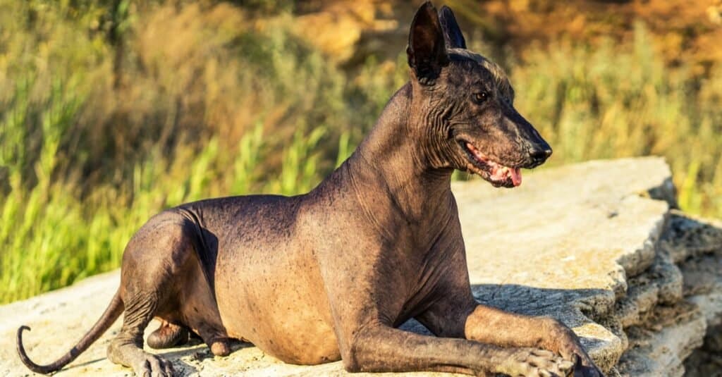 Mexican hairless dog for sale near me best sale