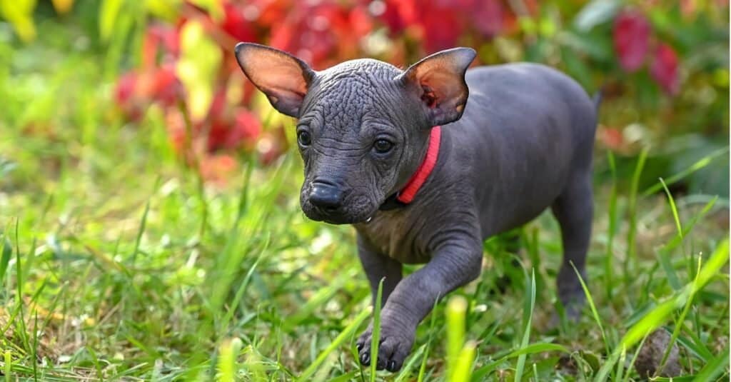 Tiny cute Xoloitzcuintle puppy (Mexican Hairless Dog) with red collar walking in a beautiful garden.