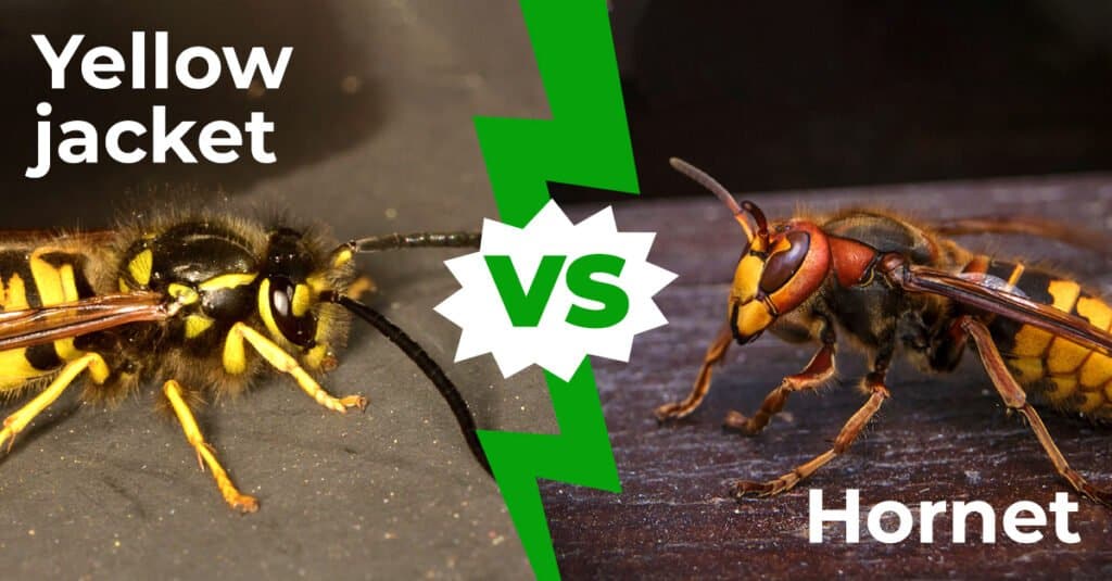 Yellow Jacket vs Hornet