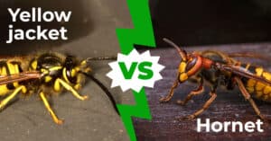 Yellow Jacket vs Hornet: 7 Basic Differences Explored Picture