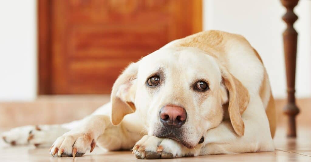 Yellow Labrador Retriever