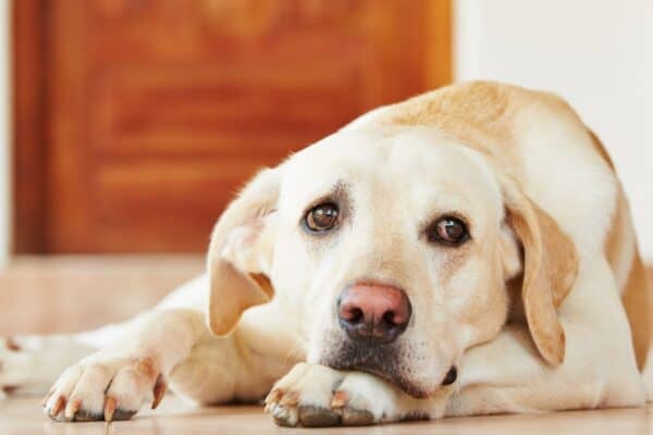 Labrador Retrievers are a beautiful, gentle family dog.
