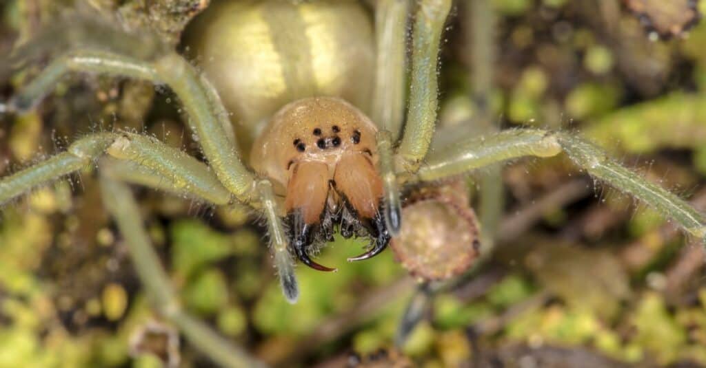 Yellow Sac Spider sitting in a tree.