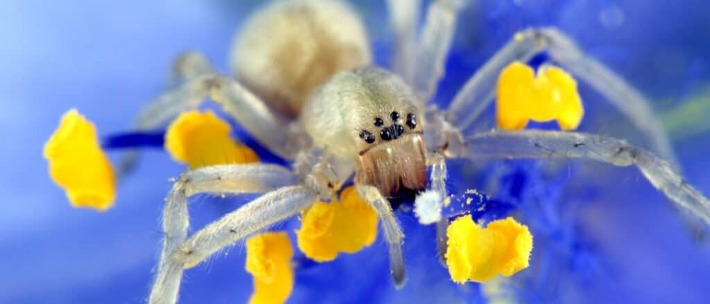 Yellow Sac Spider on flower