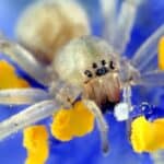 Yellow sac spider
