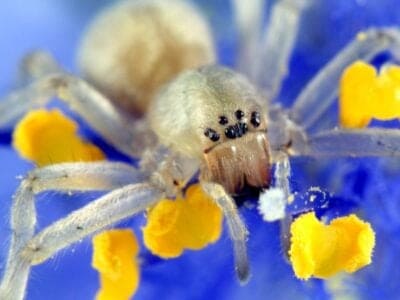 A Yellow Sac Spider