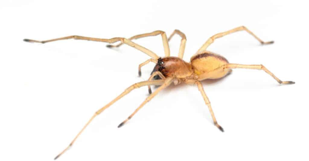 Yellow Sac Spider isolated on a white background.