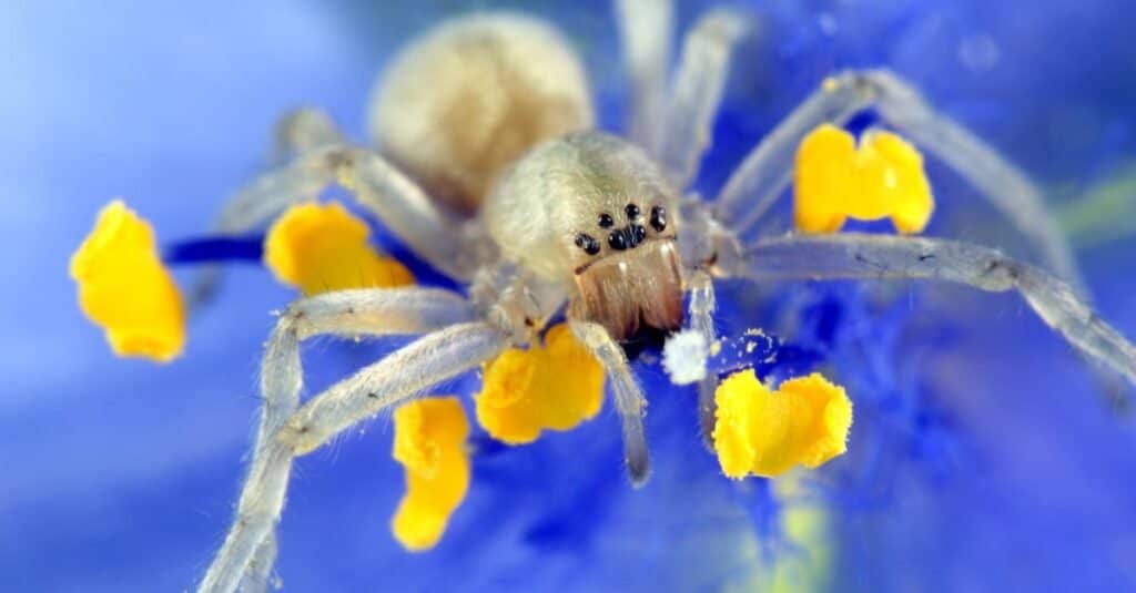 Yellow Sac Spider in purple flower.