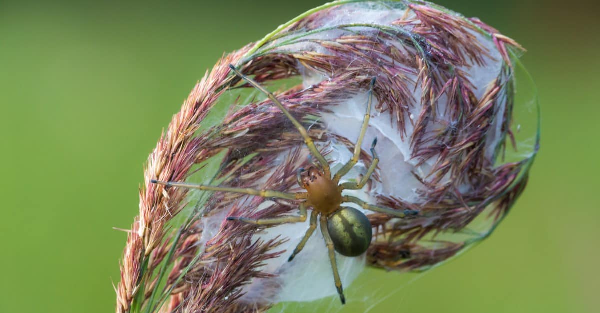 The web of a yellow sac spider.