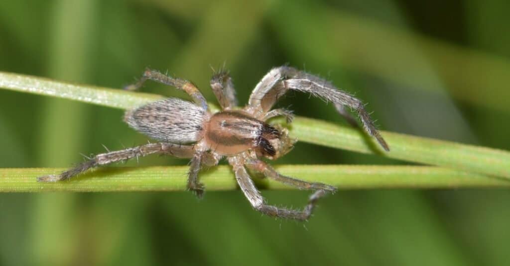 Yellow Sac spider (Cheiracanthium) with prey in a pine tree. These dangerous spiders are prolific at night, and have similar venom to the Brown Recluse spider, only a milder dose.