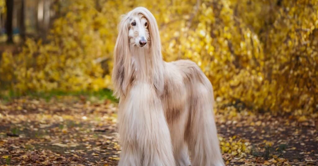 Oldest Dog Breeds - Afghan Hound