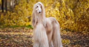 Discover the Top 16 Most Expensive Large Dog Breeds Picture