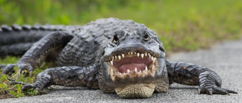 Crocodile with mouth open looking at camera