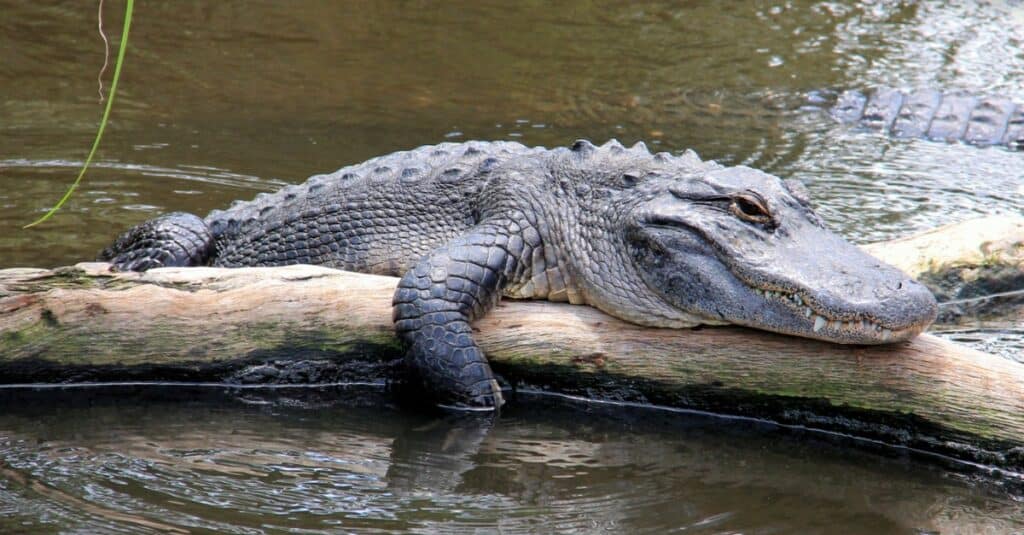 alligator resting on branch in water
