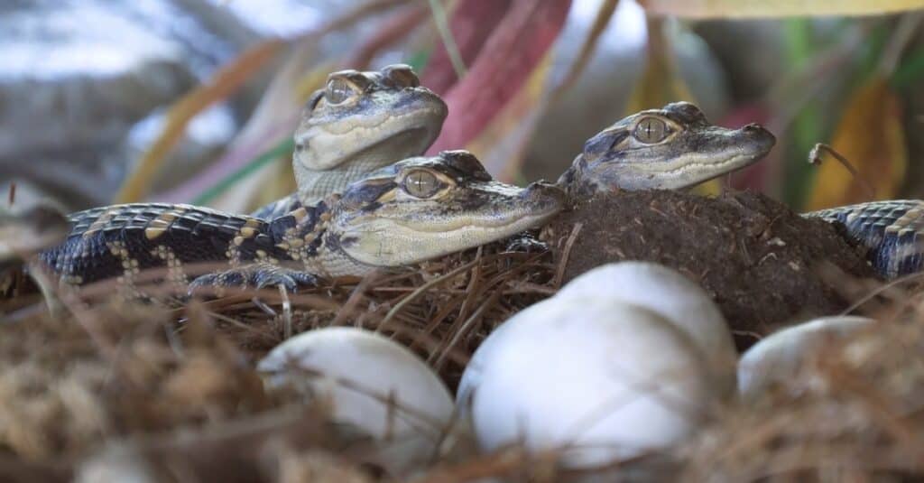 A close up of alligator hatchlings.