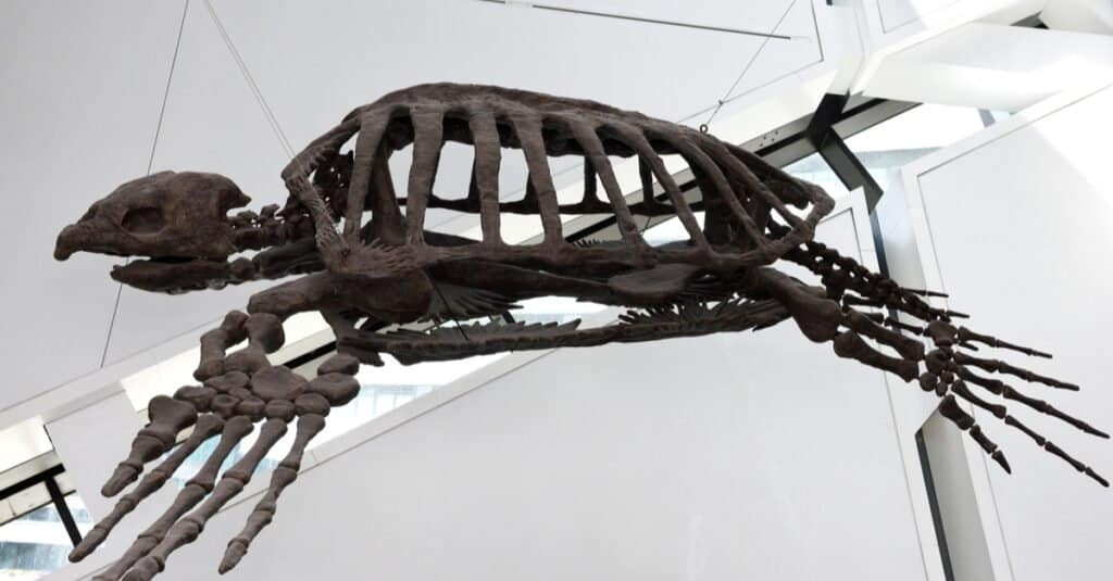 Largest Sea Turtle - Archelon