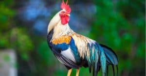 Discover the World’s Oldest Chicken Picture