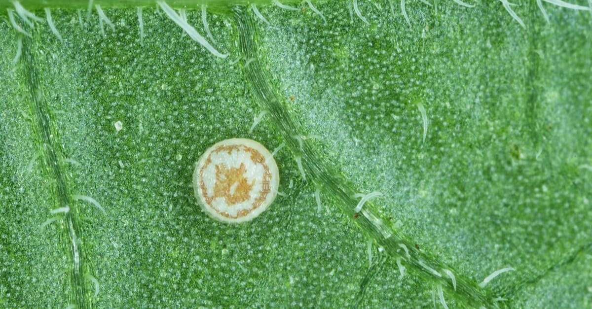 armyworm egg on a leaf