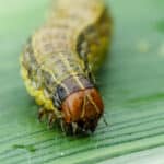 Fall armyworm