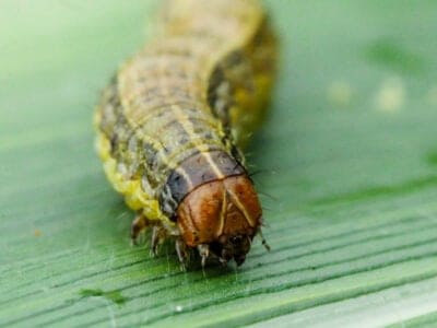 A Armyworm