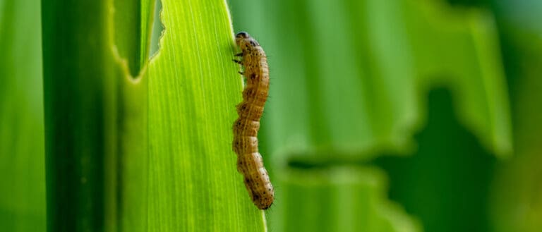 what-do-armyworms-eat-a-z-animals