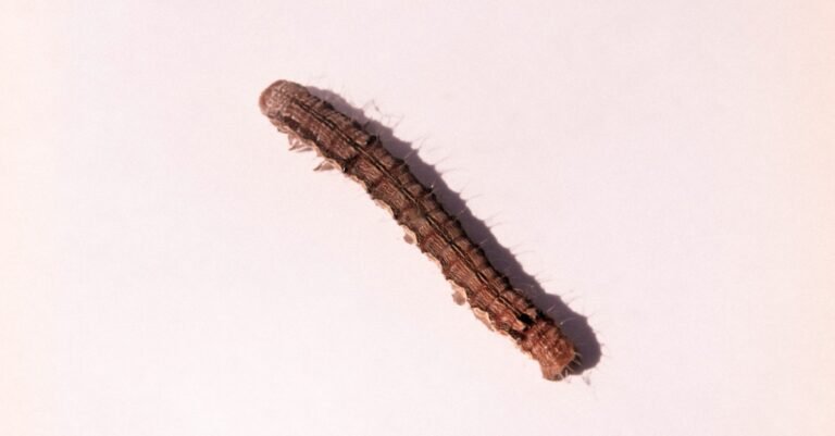 isolated armyworm