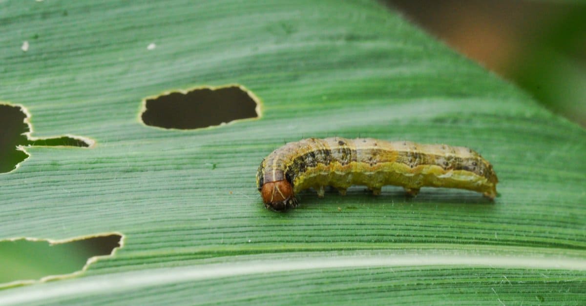 armyworm chewing hole in leaf