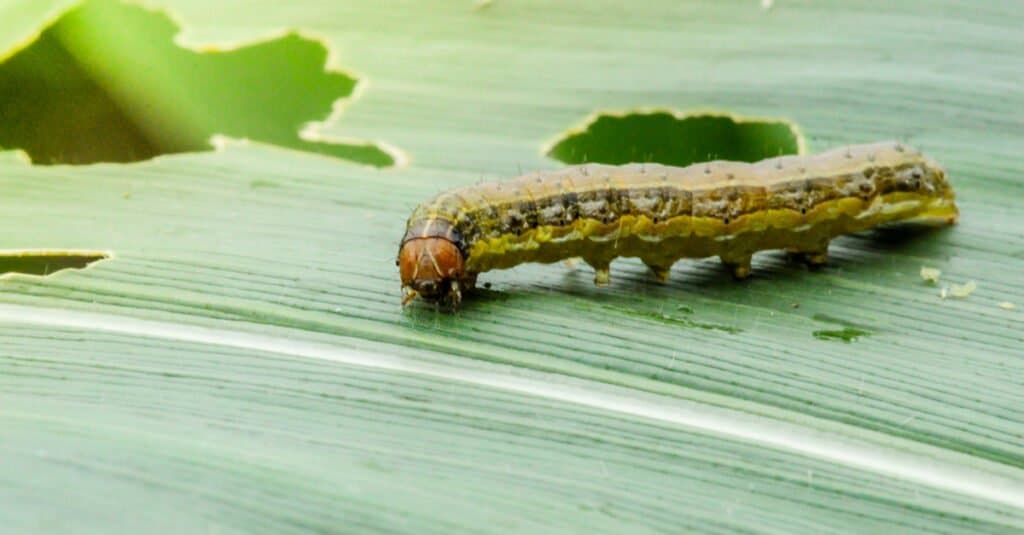 armyworm chewing through a leaf