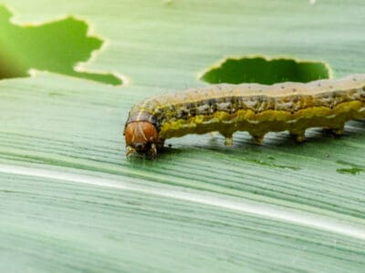 A What Do Armyworms Eat?