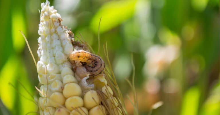 armyworm eating corn